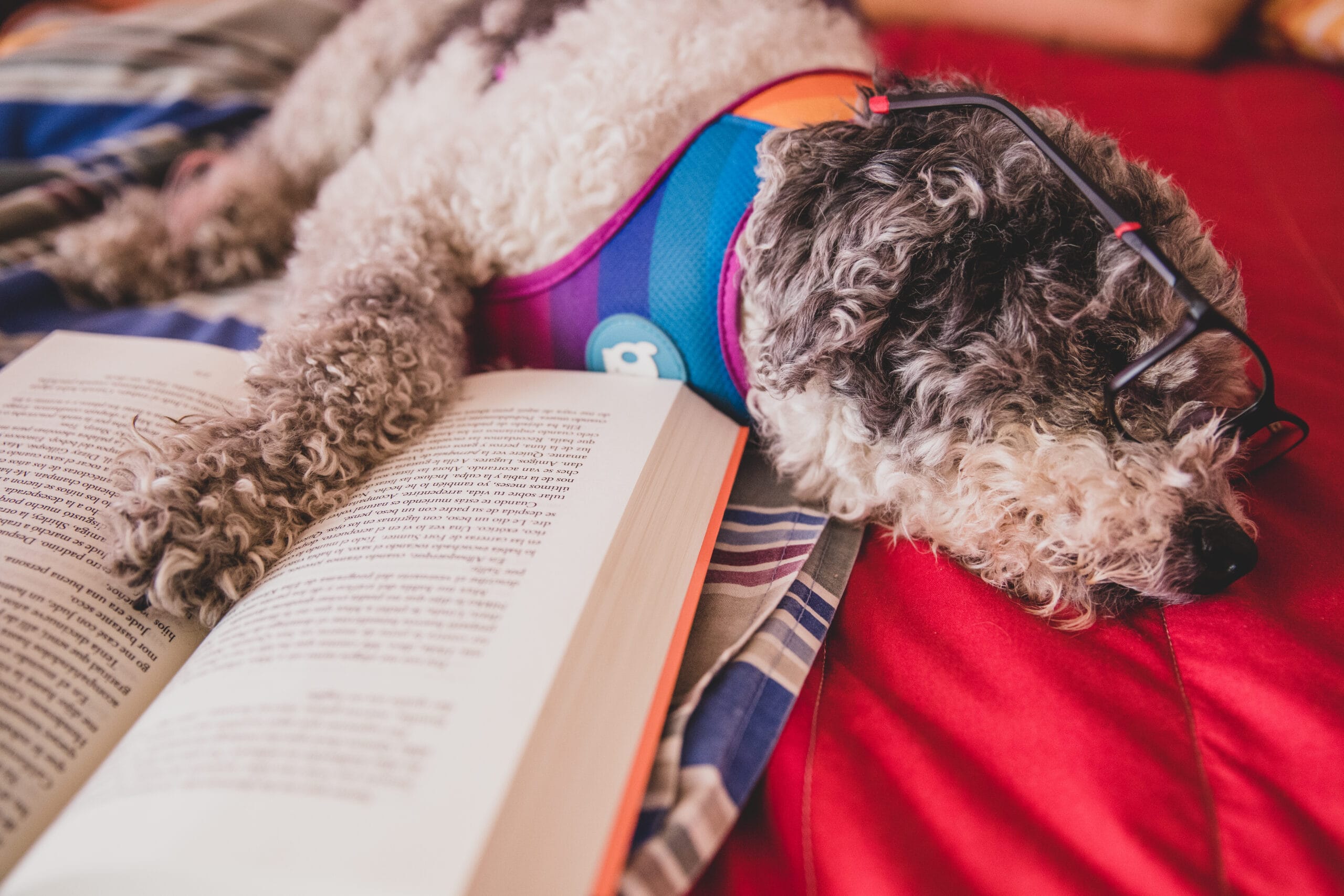 ¿Por qué elegirme? — Tilo Nurmi, Editor de Estilo Perrito lector en Por Qué Elegirme Como Editor de Estilo